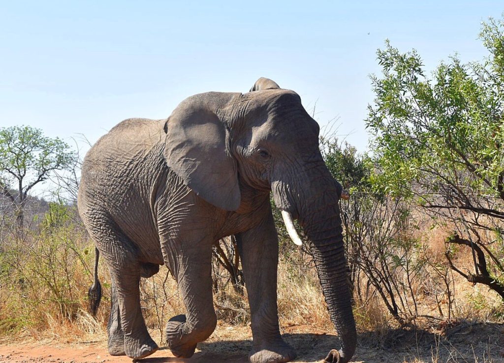 MoAfrika Safari Pilanesburg Elephant