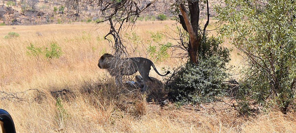 MoAfrika Safari Pilanesburg Lions Sexin